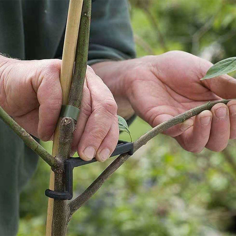 10-30Pcs Fruit Tree Clips Plan - Plant Parent Tools review and price
