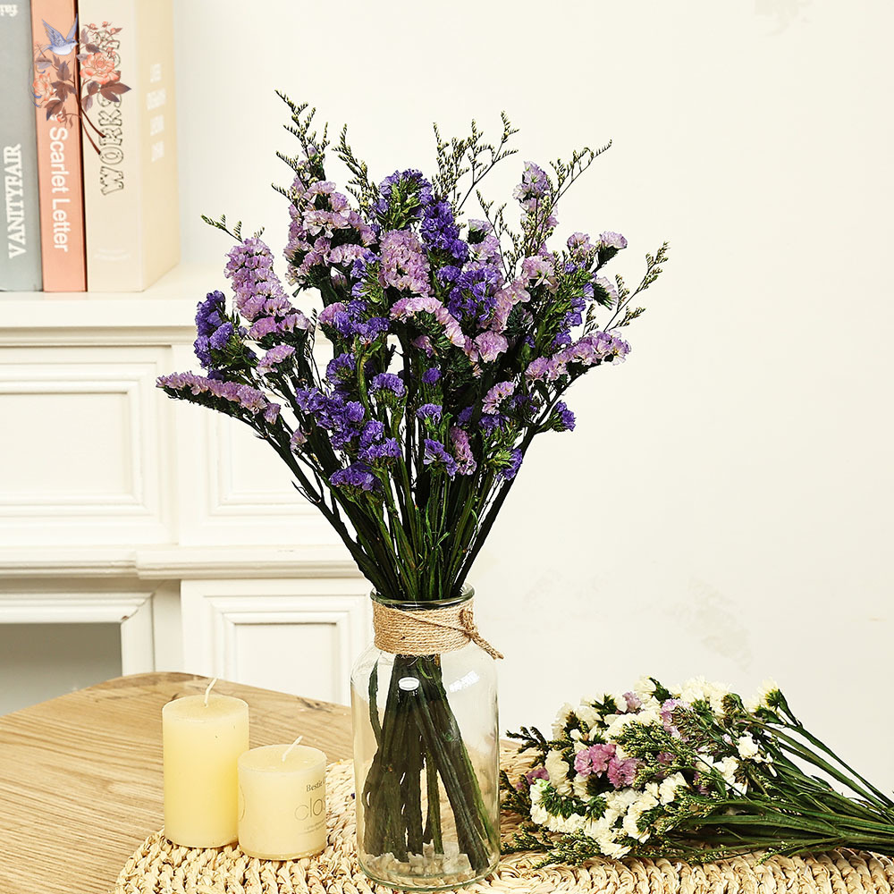 100g Natural Real Forget-me-no - Plant Parent Gifts review and price